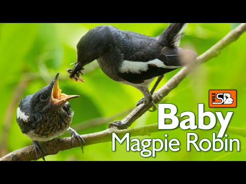 Oriental Magpie Robin mother feeding their chicks | wild sb