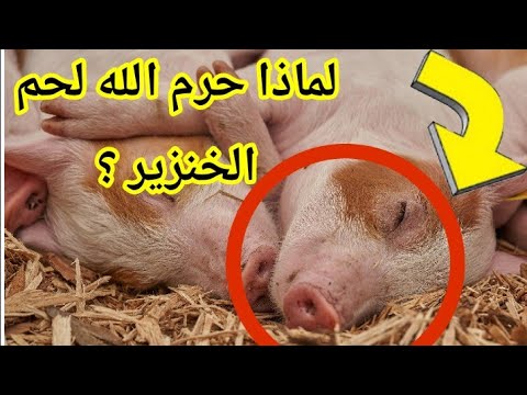 , title : 'لماذا حرم الله لحم الخنزير أهم 3 أسباب حرم الله بسببها لحم الخنزير'