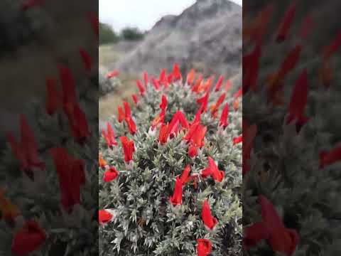 Camino a la laguna de los patos 🦆