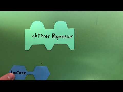 Genregulation am Operonmodell