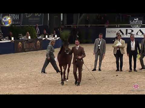 N 2 ROUYA AL DAWLA   39th All Nations Cup   Aachen   Yearling Fillies Class 1A