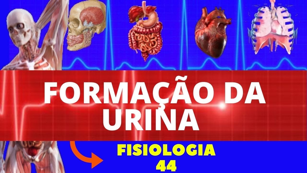 FORMAÇÃO DA URINA (FISIOLOGIA HUMANA) - FISIOLOGIA RENAL - FISIOLOGIA DE GUYTON - SISTEMA RENAL