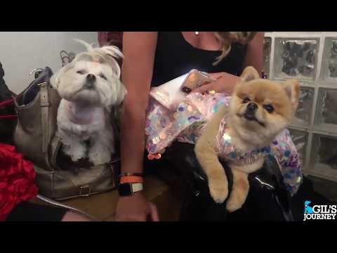 Guide Dog Gil walks in NYFW in Anthony Rubio Designs - Fashion Week