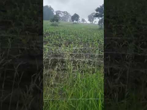 Fazenda / Haras à venda e para alugar em Caeté por R$400.000 imagem 1