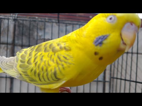 incrível o q álcool em gel faz.. limpeza dos ninho de periquito australiano!