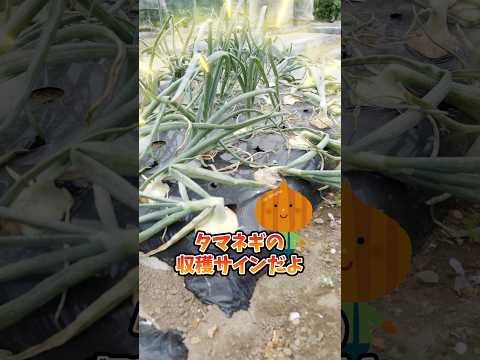 一度植えると数年連続で収穫できますか?さて、多年草野菜にズームイン！  庭園