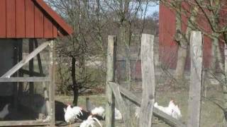 Hjemstavn Espergærde