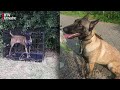 Hond Winnie die in bench naast weg werd achtergelaten is klaar voor nieuw baasje [RTV Utrecht]