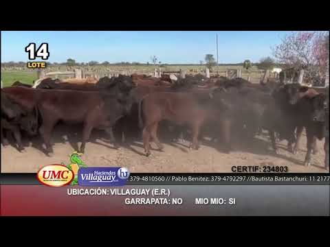 Lote 60 Novillitos en Villaguay, Entre Ríos