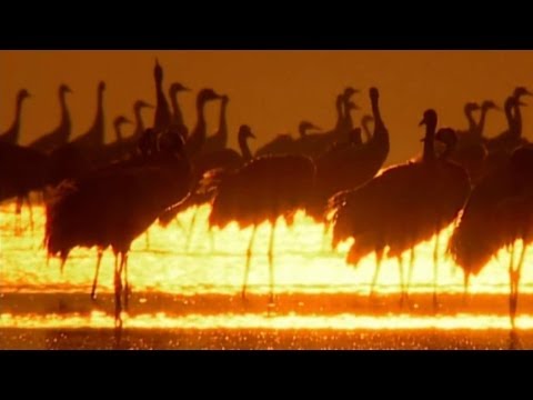 Trys Keturiose - sutartinė "Gervela, dai čiūto" (Lithuanian folk glee)