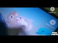 Everytime Scrat Scream Completed ️