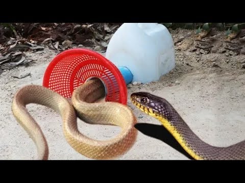 Simple Snake Trap - Catch a Snake By Using Awesome Snake Trap Technology using bottle & bucket