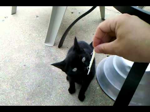 Mimi noshin some string cheese!