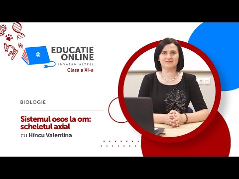 Biologie, clasa a XI-a, Sistemul osos la om: scheletul axial