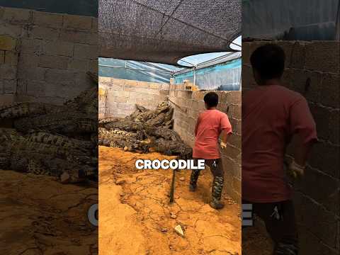 Why Do Crocodile Farmers Break Apart Crocodile Piles?