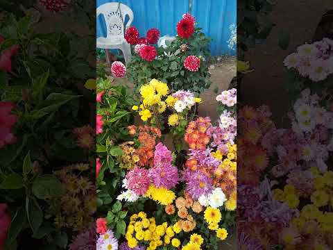 Flowers for show Dahlia varieties and others