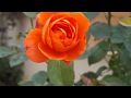 Only Rose lovers see this video