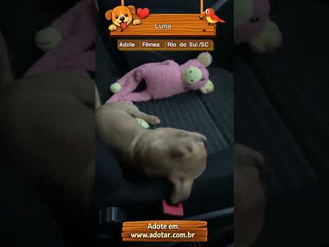 Vídeo de Luna