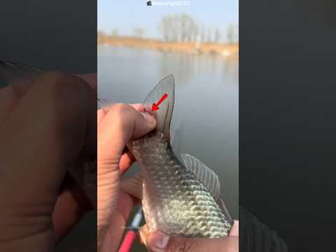 A Tiny Red Thread Turned Into a Nightmare 😱🐟 #shots #facts