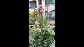 #亞伯拉罕達比玫瑰AbrahamDarby#歐的陽台花園