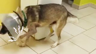 An abandoned dog ran away and fell, resulting in severe broken front legs