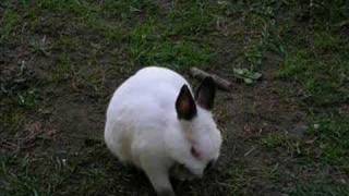 Rabit friends and we