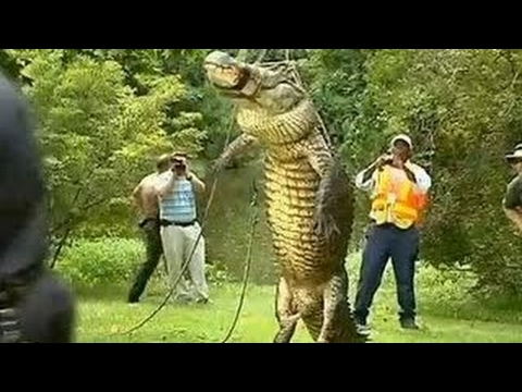 Alligator Eats 80 lbs HUSKY Dog In Front Of Owner 14ft Monster Gator 400 pds Killed For Mu