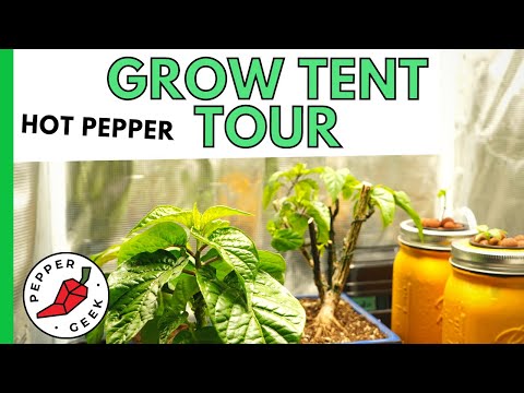 Hot Pepper Grow Tent Tour [Growing Peppers Indoors] - Mars Hydro 2x4x6' Tent