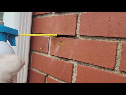 Gap in the Brick Wall Home to Yellow Jackets in Spring Lake, NJ