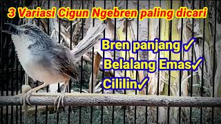 Download lagu Masteran cigun gacor II variasi Bren panjang Belalang emas dan cililin paling dicari mp3