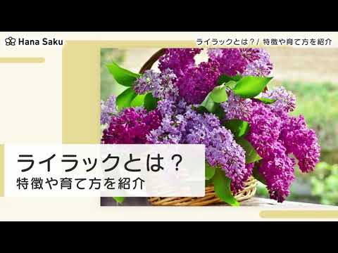 ライラックの生垣: 植え付けと手入れのヒント 植物