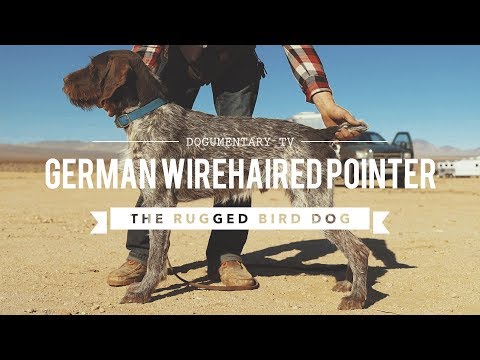 ALL ABOUT GERMAN WIREHAIRED POINTERS