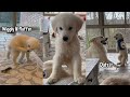 Cute Funny Golden Retriever Puppy