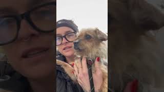 Video preview image #1 Mutt Puppy For Sale in Bellevue, WA, USA