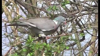 WOODPIGEON finely balanced