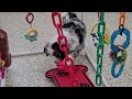 Mini Bernedoodle dogs for sale: Dora - Video 1