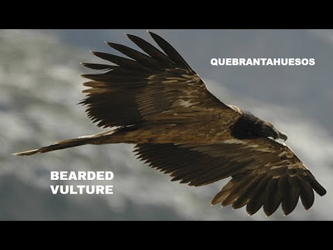 QUEBRANTAHUESOS | BEARDED VULTURE | Gypaetus barbatus