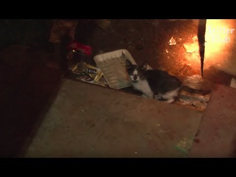 Kittens Survive Weeks Without Food Or Water In A Flooded Basement | Animal in Crisis EP65