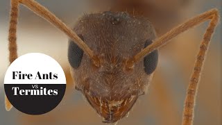 Fire Ants decimate Termite coloney!!!