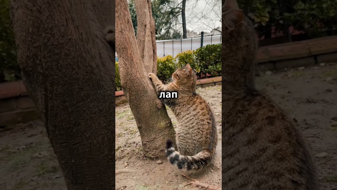 Почему кошки любят лазить по деревьям? 😽😍🐱‍👤 #cat #котики