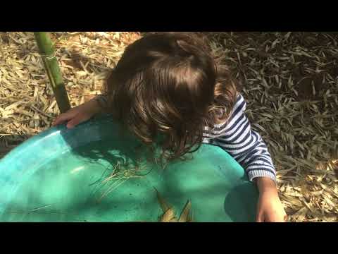 (4/11) Finding Bugs in Tom's Birdbath!