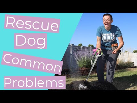 , title : 'What to Know About Training a Rescue Dog (and Advice for 3 Common Problems) //THE KIND CANINE'