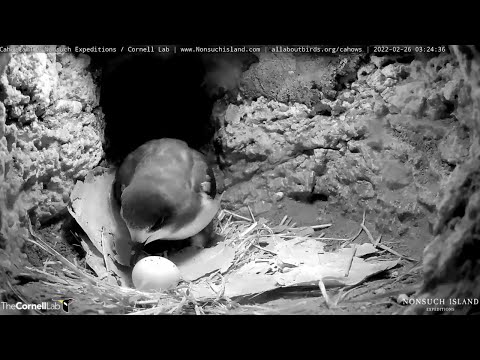 Bermuda Cahow Chick Begins Hatching, Pips Surface On Egg – Feb. 26, 2022