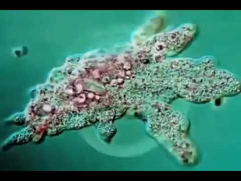 זהירות - פרזיטים ! thumbnail