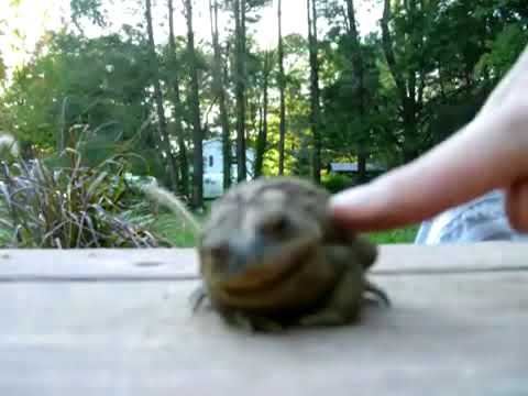Cute little frog getting a tickle