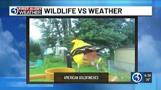 First Alert Weather Extra: American Goldfinches on Wildlife vs. Weather