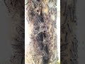 Those Who Are Afraid Don T See Caterpillars