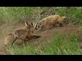 A fox and a badger fight in Yellowstone - the whole story