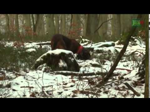 DJZ-TV: Nachsucheninstitution „Schulze"