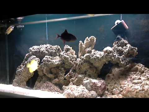 MY Yellow tang, Clown fish, niger trigger, Picasso trigger, singapore angel, Foxface Rabbitfish